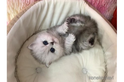 成約済の大阪府のペルシャ-109697の1枚目