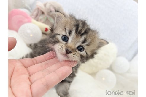 成約済の大阪府のサイベリアン-109699の2枚目