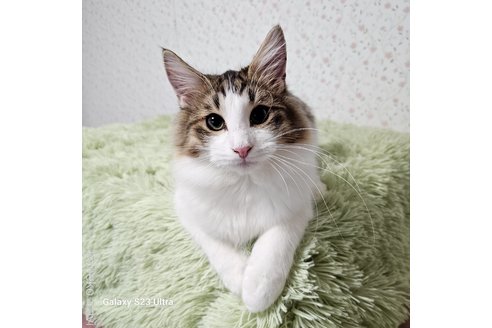 販売中の兵庫県のノルウェージャンフォレストキャット-100151の11枚目