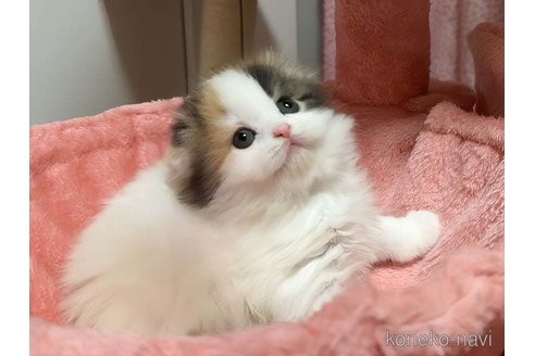 成約済の愛媛県のスコティッシュフォールド(折れ耳)-109703の5枚目