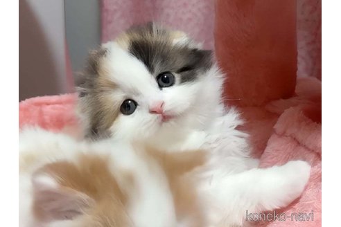 成約済の愛媛県のスコティッシュフォールド(折れ耳)-109703の2枚目