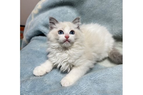 成約済の新潟県のラグドール-109709の4枚目