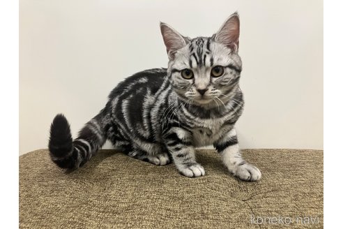 【2024秋冬新作】 愛知県のアメリカンショートヘア｜男の子・2024/08/15生まれ 猫雑貨・オーナーズグッズ