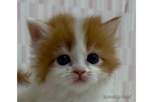 成約済の千葉県のスコティッシュフォールド(折れ耳)-109744の1枚目