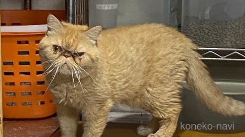 成約済の福岡県のエキゾチックショートヘア-109746の1枚目
