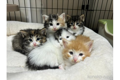 販売中の兵庫県のノルウェージャンフォレストキャット-109745の6枚目