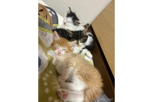 販売中の兵庫県のノルウェージャンフォレストキャット-109745の7枚目