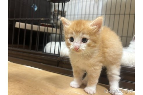 販売中の兵庫県のノルウェージャンフォレストキャット-109745の8枚目