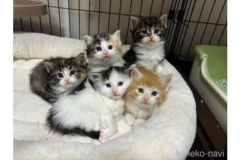 販売中の兵庫県のノルウェージャンフォレストキャット-109745の11枚目