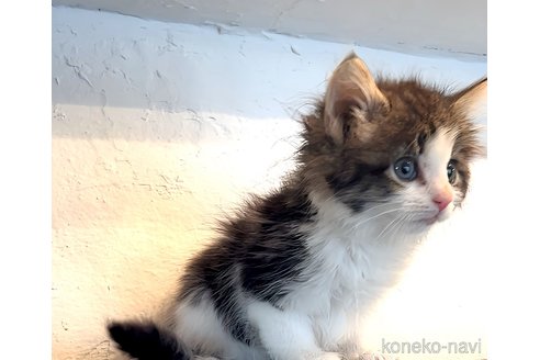 商談中の鹿児島県のノルウェージャンフォレストキャット-109750