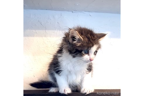 成約済の鹿児島県のノルウェージャンフォレストキャット-109750の2枚目