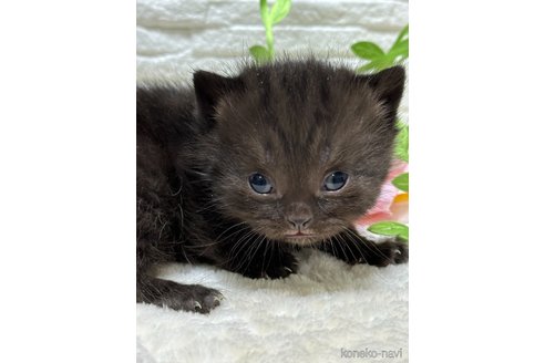 成約済の栃木県のブリティッシュショートヘア-108842の3枚目