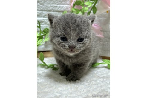 成約済の栃木県のブリティッシュショートヘア-108844の3枚目