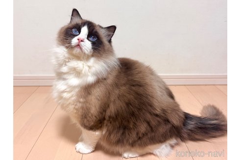 商談中の神奈川県のラグドール-109148の2枚目