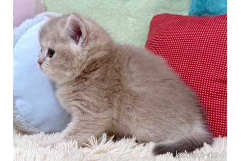 成約済の大阪府のブリティッシュショートヘア-108963の3枚目