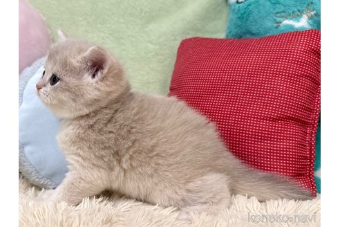成約済の大阪府のブリティッシュショートヘア-108961の5枚目
