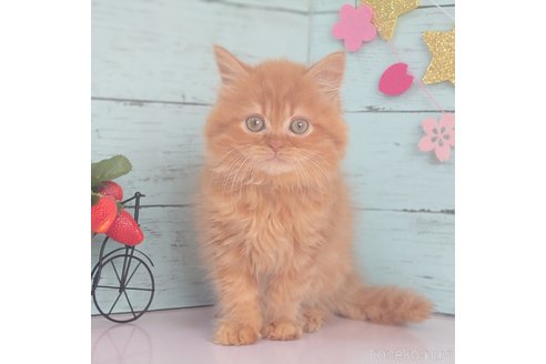 販売中の東京都のマンチカン-107386の8枚目