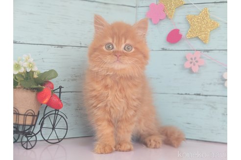 販売中の東京都のマンチカン-107386の6枚目