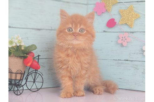 販売中の東京都のマンチカン-107386の4枚目