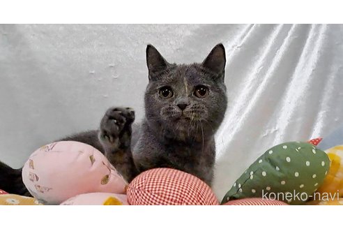 成約済の宮城県のブリティッシュショートヘア-93764の7枚目
