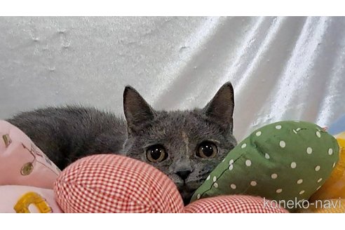 成約済の宮城県のブリティッシュショートヘア-93764の6枚目