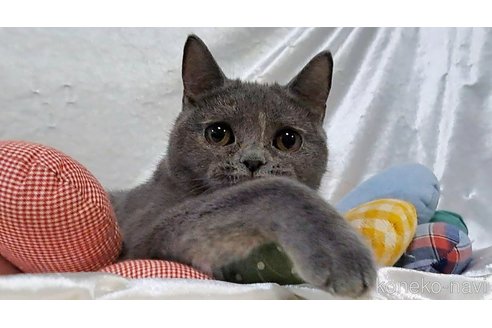 成約済の宮城県のブリティッシュショートヘア-93764の3枚目