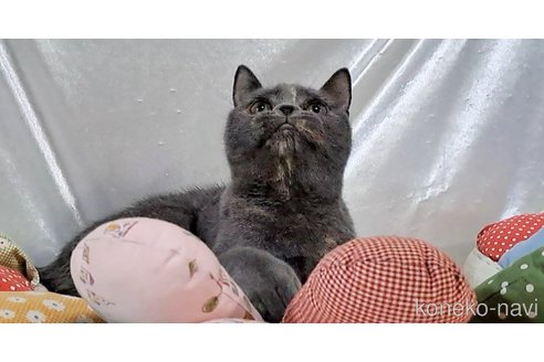 成約済の宮城県のブリティッシュショートヘア-93764の4枚目