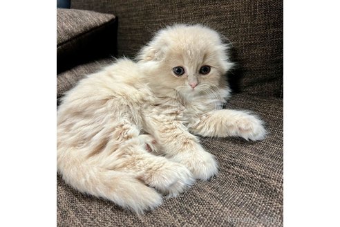 成約済の三重県のスコティッシュフォールド(折れ耳)-107103の10枚目