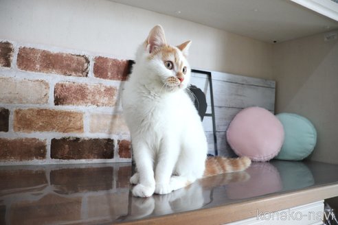 成約済の大阪府のミヌエット-98642の32枚目