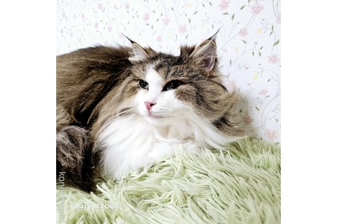 販売中の兵庫県のノルウェージャンフォレストキャット-108573の3枚目