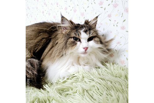 販売中の兵庫県のノルウェージャンフォレストキャット-108573の2枚目