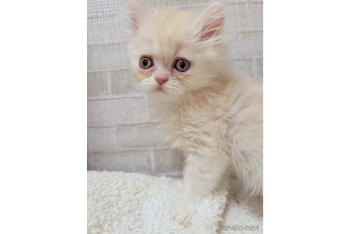 成約済の熊本県のエキゾチックショートヘア-107346の1枚目