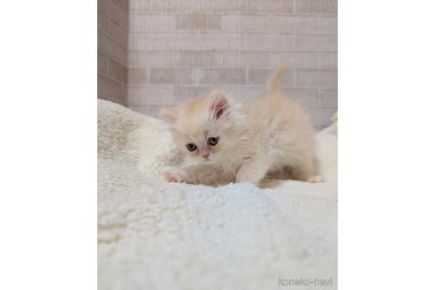 成約済の熊本県のエキゾチックショートヘア-107346の4枚目