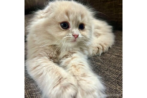 成約済の三重県のスコティッシュフォールド(折れ耳)-107103の6枚目