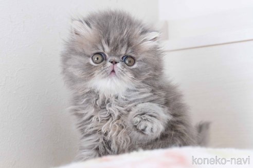 成約済の東京都のエキゾチックロングヘア-107376の29枚目