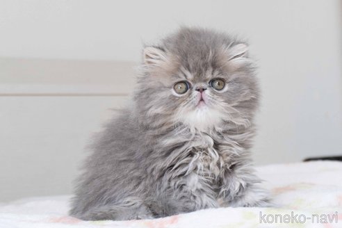 成約済の東京都のエキゾチックロングヘア-107376の28枚目