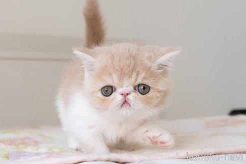 成約済の東京都のエキゾチックショートヘア-107834の12枚目