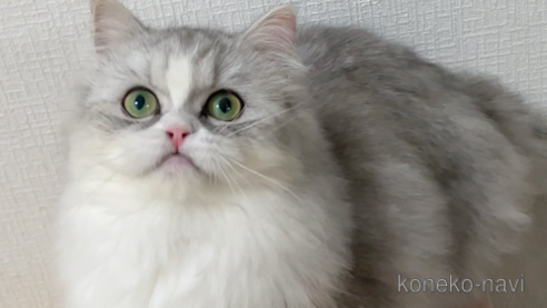 fufuちゃん1枚目