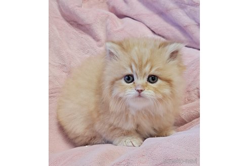 成約済の茨城県のミヌエット-109789の4枚目