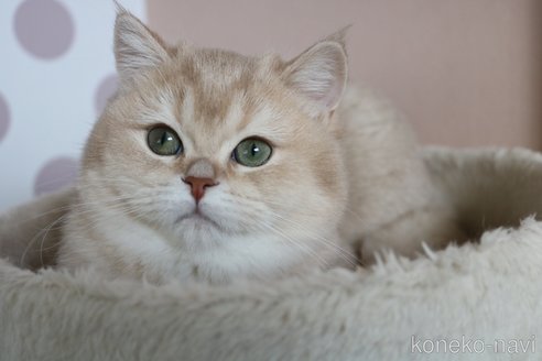 成約済の愛知県のブリティッシュショートヘア-102077の18枚目