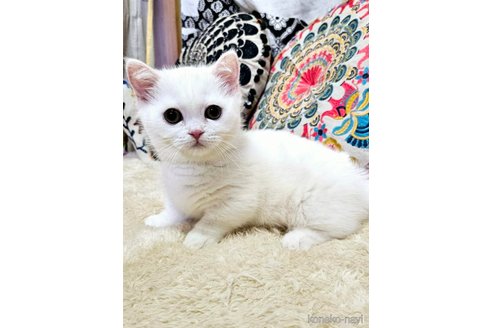 販売中の大阪府のミヌエット(短足)-104575の4枚目