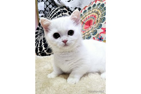 販売中の大阪府のミヌエット(短足)-104575の5枚目