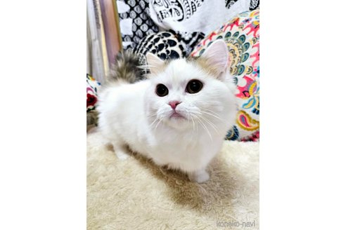 成約済の大阪府のマンチカン(短足)-97647の6枚目
