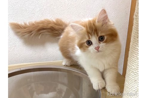 成約済の千葉県のラガマフィン-105189の3枚目