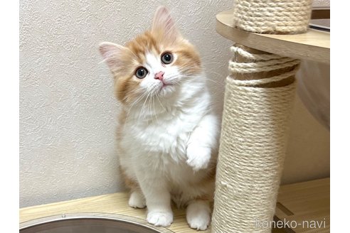 成約済の千葉県のラガマフィン-105189の4枚目