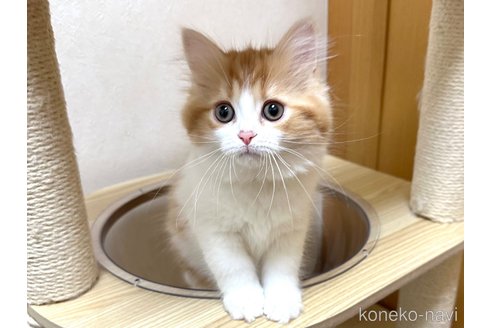 成約済の千葉県のラガマフィン-105189の2枚目