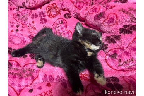 成約済の宮崎県のミックス-109316の3枚目