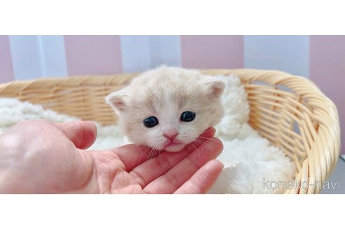 成約済の群馬県のスコティッシュフォールド-109803の3枚目