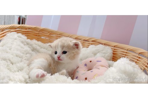 成約済の群馬県のスコティッシュフォールド-109803の5枚目