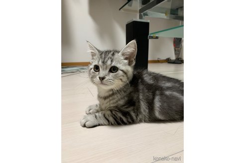 成約済の愛知県のアメリカンショートヘア-109806の2枚目